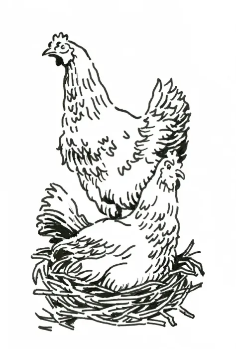 Framed Print : Black and white digital illustration of two chickens, one standing and the other sitting on nest Framed Print : Black and white digital illustration of two chickens, one standing and the other sitting on nest
