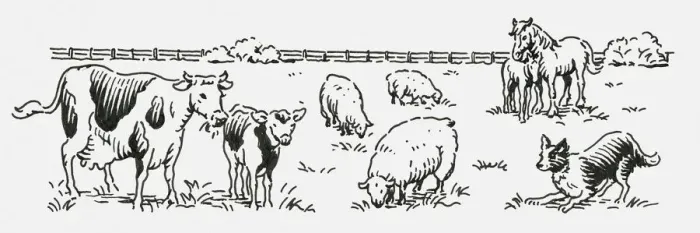 Framed Print : Black and white digital illustration of cow and calf, horse and foal, sheep and sheepdog in field Framed Print : Black and white digital illustration of cow and calf, horse and foal, sheep and sheepdog in field