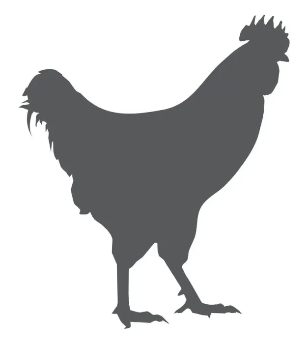 Framed Print : Black and white digital illustration of domestic Chicken (Gallus gallus domesticus) Framed Print : Black and white digital illustration of domestic Chicken (Gallus gallus domesticus)