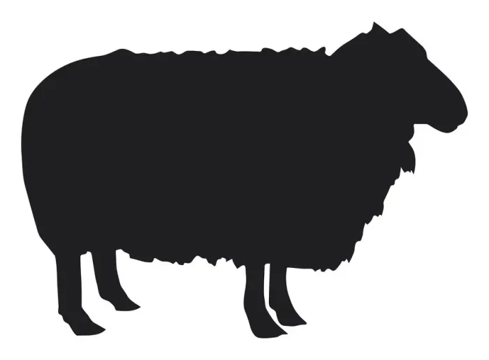 Framed Print : Black and white digital illustration of Domestic Sheep (Ovis aries) Framed Print : Black and white digital illustration of Domestic Sheep (Ovis aries)