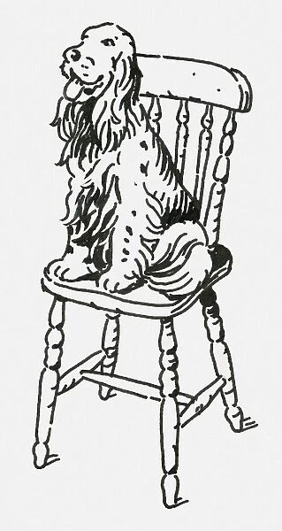 Black and white digital illustration of English Springer Spaniel sitting on wooden chair