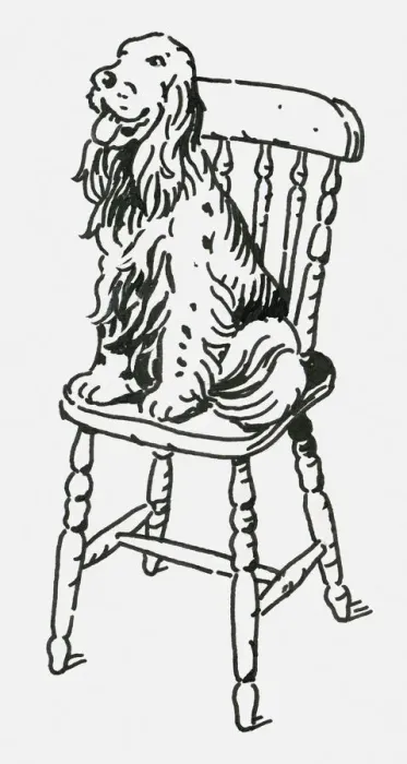 Framed Print : Black and white digital illustration of English Springer Spaniel sitting on wooden chair Framed Print : Black and white digital illustration of English Springer Spaniel sitting on wooden chair