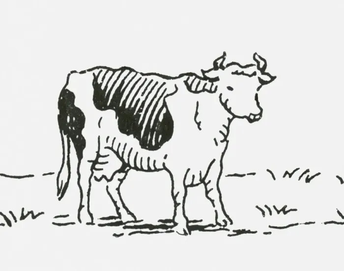 Framed Print : Black and white digital illustration of Friesian cow Framed Print : Black and white digital illustration of Friesian cow