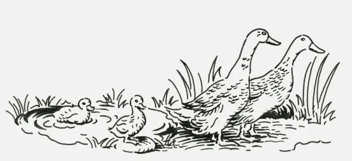 Framed Print : Black and white digital illustration of two geese with two goslings near pond Framed Print : Black and white digital illustration of two geese with two goslings near pond