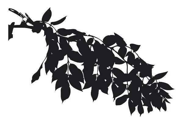 Black and white digital illustration of leaves on branch