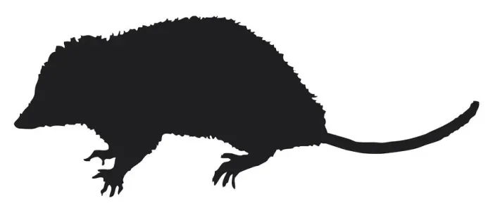 Framed Print : Black and white digital illustration of Opossum (Didelphidae), marsupial with sharp claws and long tail Framed Print : Black and white digital illustration of Opossum (Didelphidae), marsupial with sharp claws and long tail