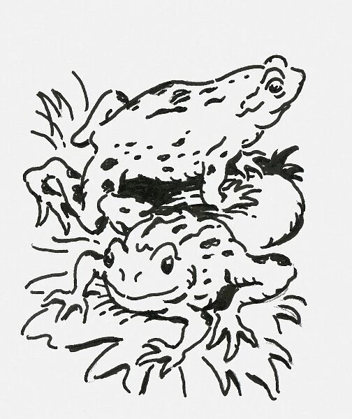 Black and white digital illustration of two toads on water lilies