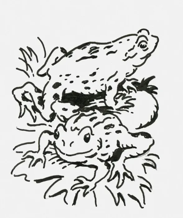 Framed Print : Black and white digital illustration of two toads on water lilies Framed Print : Black and white digital illustration of two toads on water lilies