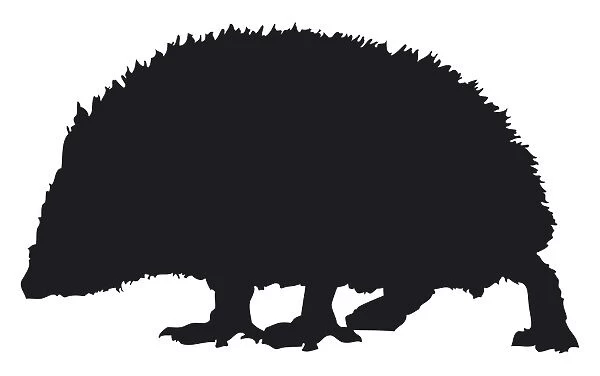 Black and white digital illustration of a West European Hedgehog (Erinaceus europaeus)