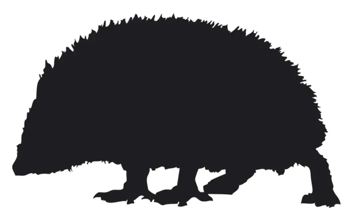 Framed Print : Black and white digital illustration of a West European Hedgehog (Erinaceus europaeus) Framed Print : Black and white digital illustration of a West European Hedgehog (Erinaceus europaeus)