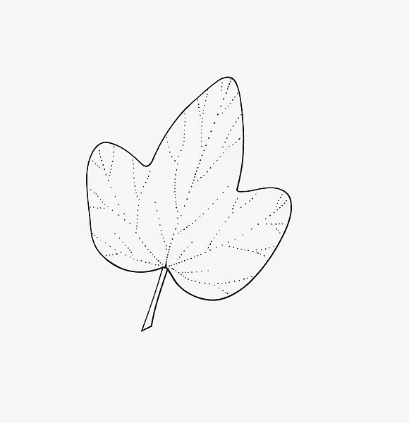 Black and white illustration of 3-lobed Hedera (Ivy) leaf