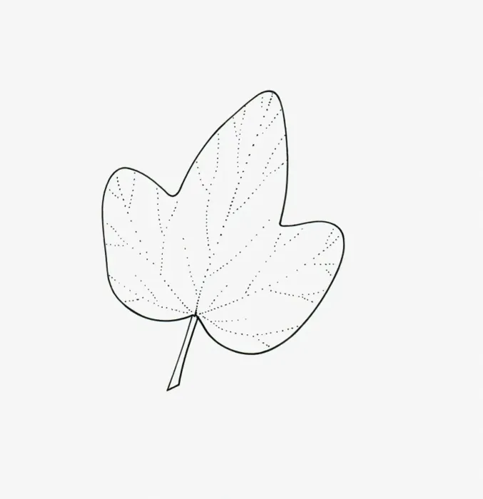 Framed Print : Black and white illustration of 3-lobed Hedera (Ivy) leaf Framed Print : Black and white illustration of 3-lobed Hedera (Ivy) leaf