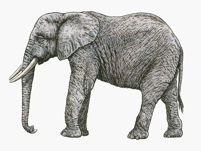 Framed Print : Black and white illustration of African Elephant (Loxodonta africana) Framed Print : Black and white illustration of African Elephant (Loxodonta africana)