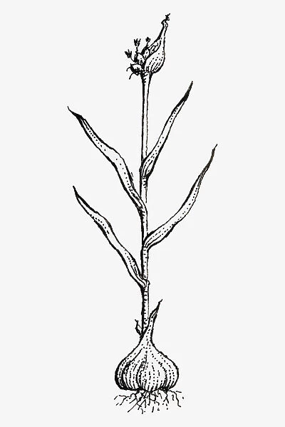 Black and white illustration of Allium sativum (Garlic), showing bulb, leaves and flowers