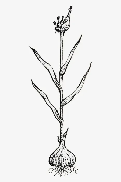Framed Print : Black and white illustration of Allium sativum (Garlic), showing bulb, leaves and flowers Framed Print : Black and white illustration of Allium sativum (Garlic), showing bulb, leaves and flowers