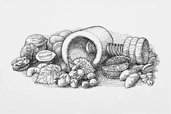 Black and white illustration of almonds, walnuts, and Brazil nuts surrounding nutcracker