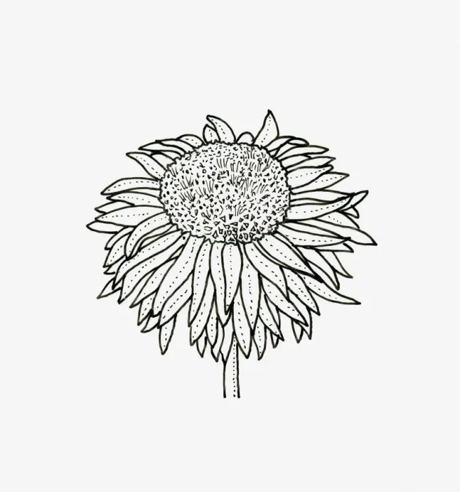 Framed Print : Black and white illustration of anemone Chrysanthemum flower head Framed Print : Black and white illustration of anemone Chrysanthemum flower head