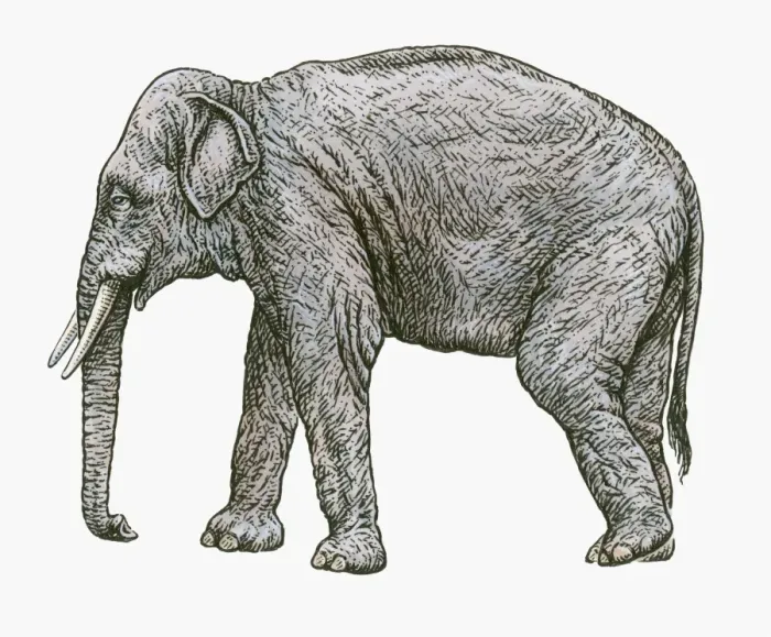 Framed Print : Black and white illustration of Asian Elephant (Elephas colbertis) Framed Print : Black and white illustration of Asian Elephant (Elephas colbertis)