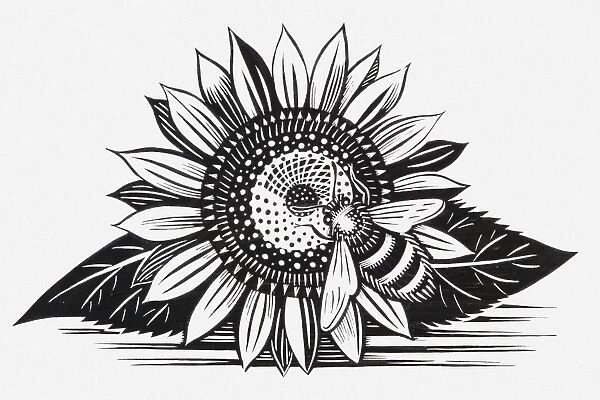 Black and white illustration of bee on sunflower
