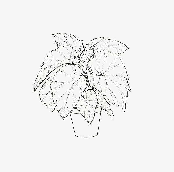 Black and white illustration of a Begonia of the Rex Cultorum group in pot