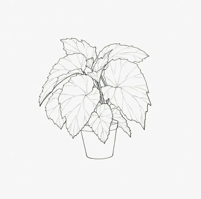 Framed Print : Black and white illustration of a Begonia of the Rex Cultorum group in pot Framed Print : Black and white illustration of a Begonia of the Rex Cultorum group in pot