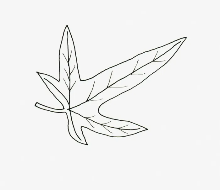 Framed Print : Black and white illustration birds foot shape Hedera (Ivy) leaf Framed Print : Black and white illustration birds foot shape Hedera (Ivy) leaf