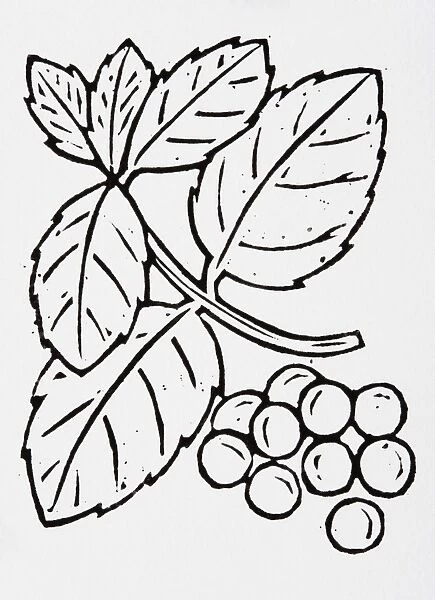Black and white illustration of blueberries and leaves