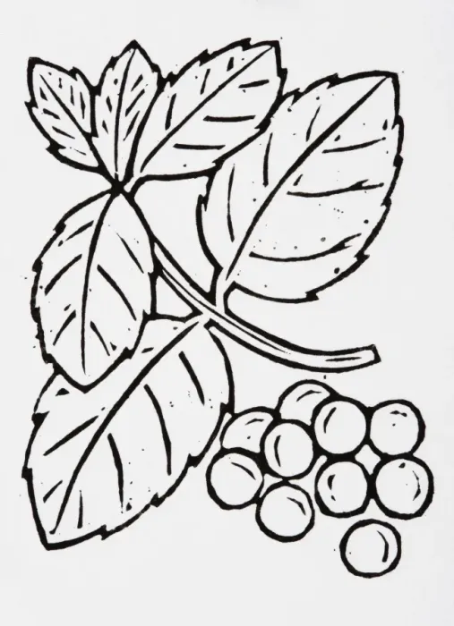 Framed Print : Black and white illustration of blueberries and leaves Framed Print : Black and white illustration of blueberries and leaves
