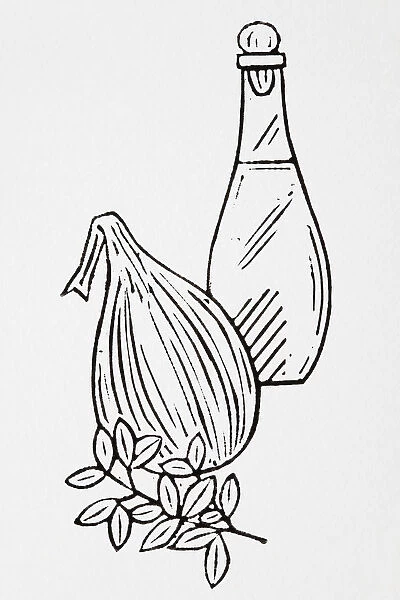 Black and white illustration of bottle of oil, onion and herb
