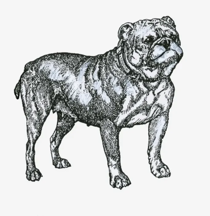 Framed Print : Black and white illustration of a bulldog Framed Print : Black and white illustration of a bulldog