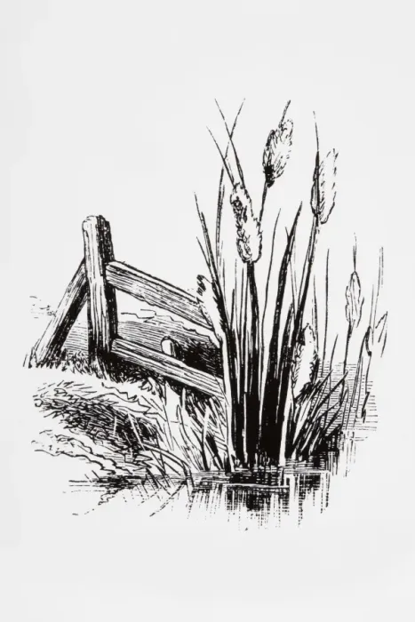 Framed Print : Black and white illustration of Bulrush cattails near riverbank Framed Print : Black and white illustration of Bulrush cattails near riverbank