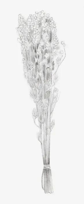Framed Print : Black and white illustration of a bunch of dried flowers Framed Print : Black and white illustration of a bunch of dried flowers