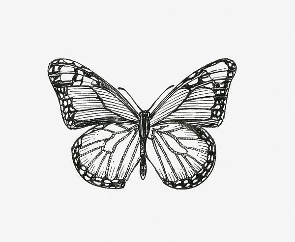 Black and white illustration of a butterfly