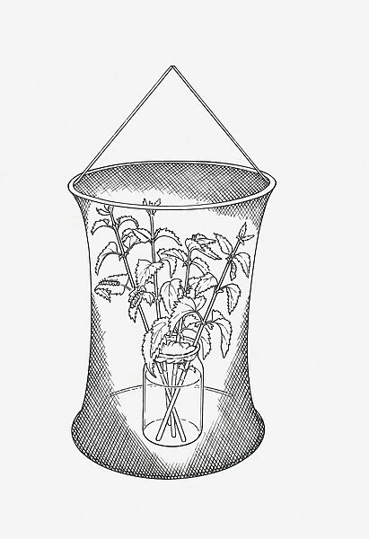 Black and white illustration of butterfly rearing cage with cuttings of food plants in jar
