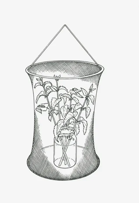 Framed Print : Black and white illustration of butterfly rearing cage with cuttings of food plants in jar Framed Print : Black and white illustration of butterfly rearing cage with cuttings of food plants in jar