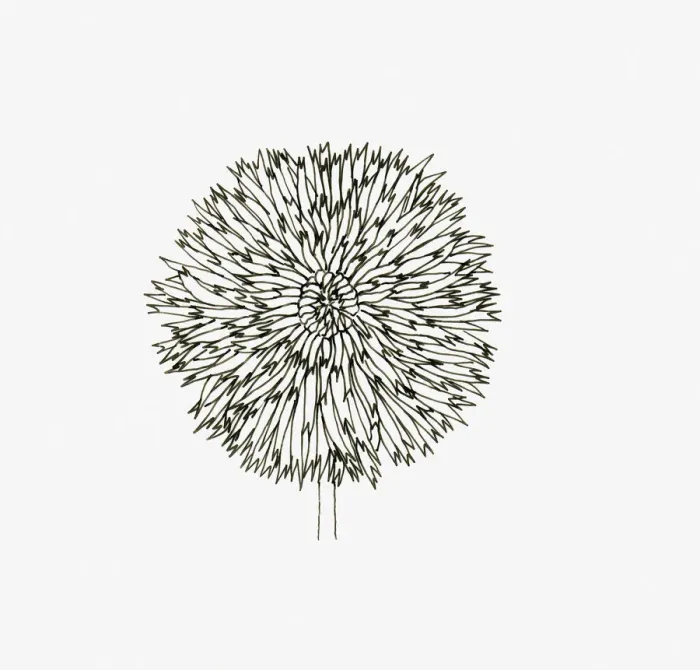 Framed Print : Black and White Illustration of cactus Dahlia flower head Framed Print : Black and White Illustration of cactus Dahlia flower head