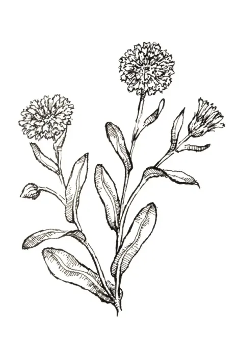 Framed Print : Black and white illustration of Calendula officinalis (Pot Marigold), plant with edible leaves and flowers