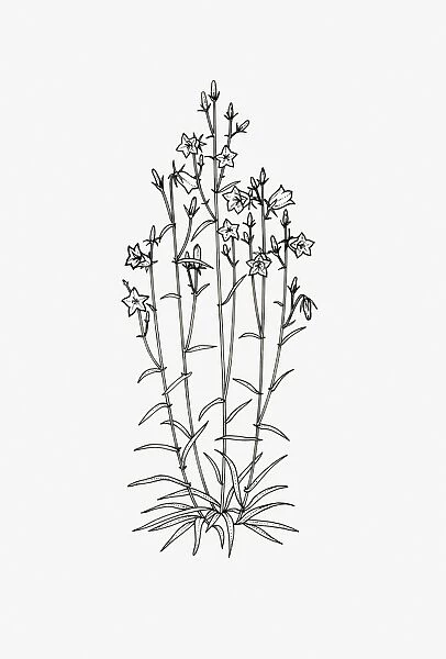Black and white illustration of a Campanula with upright habit