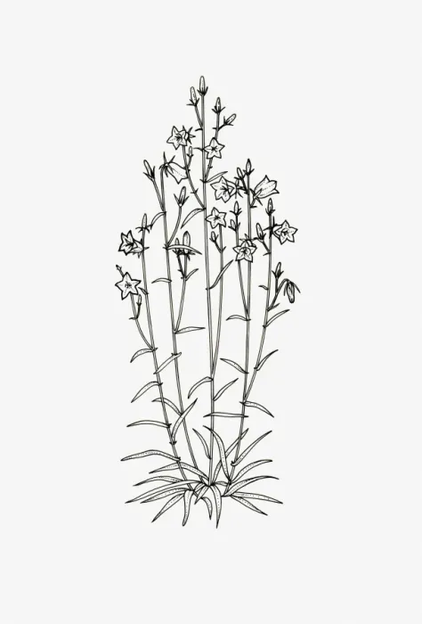Framed Print : Black and white illustration of a Campanula with upright habit Framed Print : Black and white illustration of a Campanula with upright habit