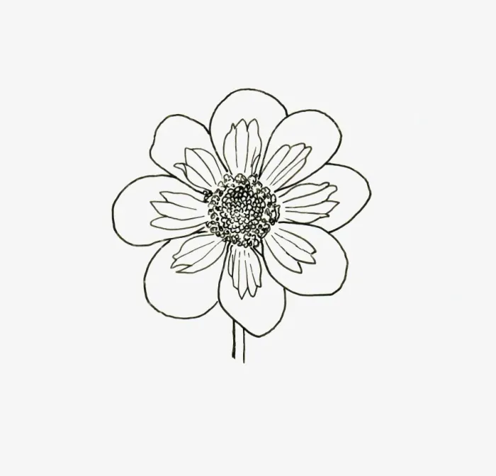 Framed Print : Black and White Illustration of collerette form Dahlia flower head Framed Print : Black and White Illustration of collerette form Dahlia flower head