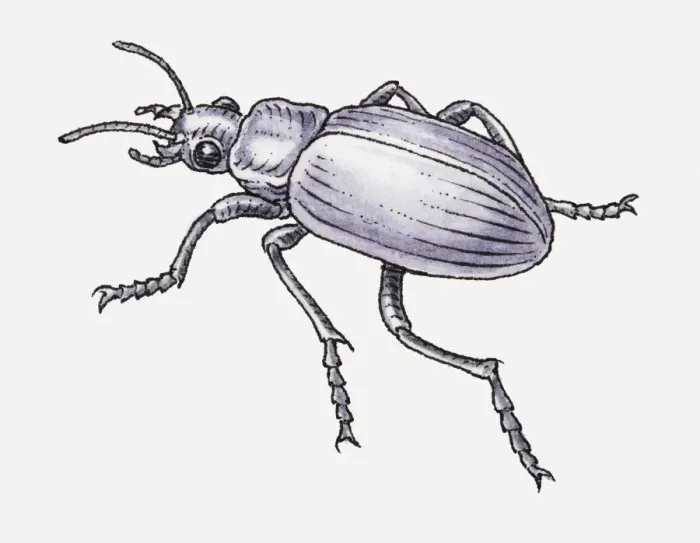 Framed Print : Black and white illustration of Common Black Ground Beetle (Pterostichus melanarius) Framed Print : Black and white illustration of Common Black Ground Beetle (Pterostichus melanarius)