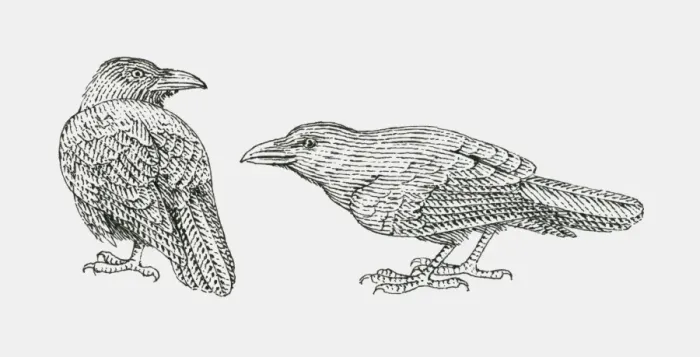 Framed Print : Black and white illustration of two Common Raven (Corvus corax) Framed Print : Black and white illustration of two Common Raven (Corvus corax)