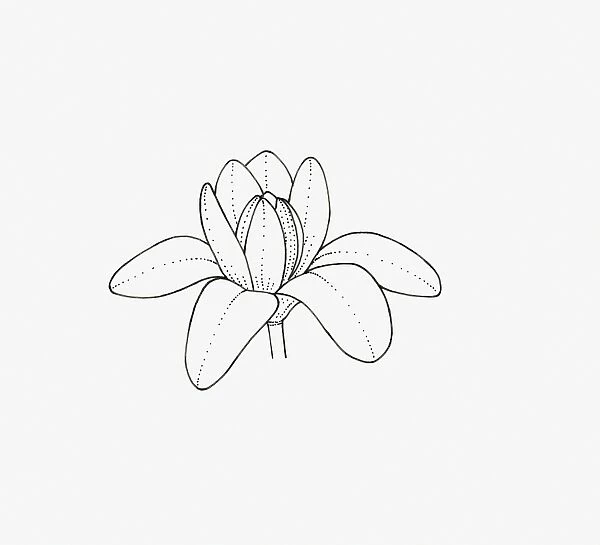 Black and white illustration of cup-and-saucer shaped Magnolia flower head