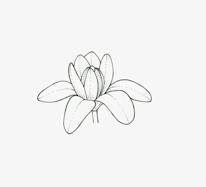 Framed Print : Black and white illustration of cup-and-saucer shaped Magnolia flower head Framed Print : Black and white illustration of cup-and-saucer shaped Magnolia flower head