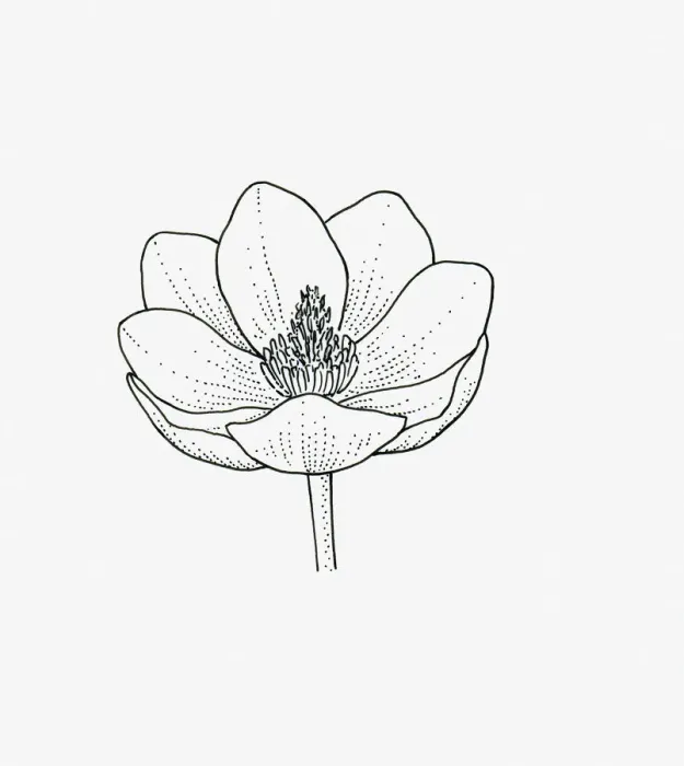 Framed Print : Black and white illustration of cup-shaped Magnolia flower head Framed Print : Black and white illustration of cup-shaped Magnolia flower head