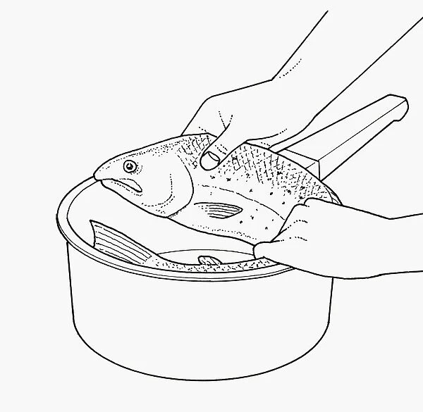 Black and white illustration of curling large, whole fish to fit into saucepan