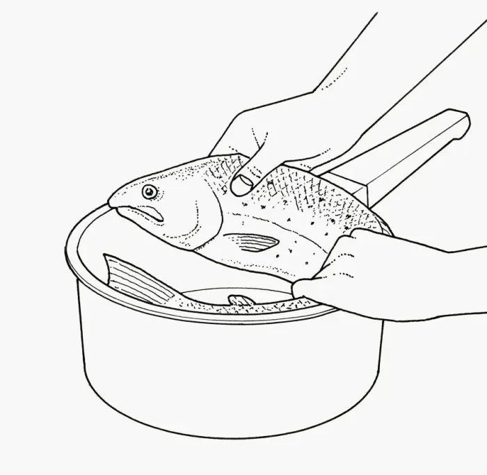 Framed Print : Black and white illustration of curling large, whole fish to fit into saucepan Framed Print : Black and white illustration of curling large, whole fish to fit into saucepan