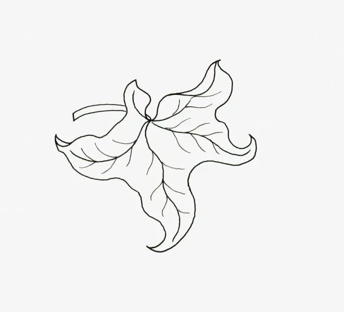 Framed Print : Black and white illustration of curly form Hedera (Ivy) leaf Framed Print : Black and white illustration of curly form Hedera (Ivy) leaf
