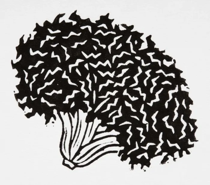 Framed Print : Black and white illustration of curly lettuce head Framed Print : Black and white illustration of curly lettuce head