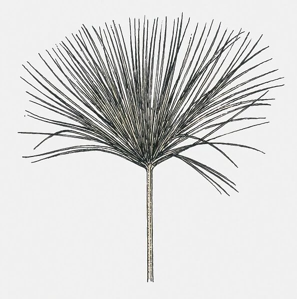 Black and white illustration of Cyperus papyrus (Papyrus Sedge or Paper Reed)